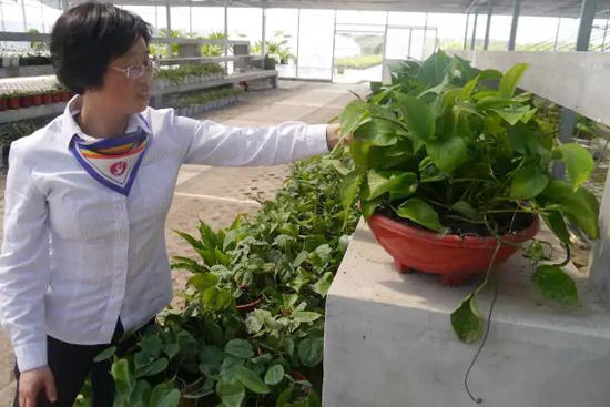 上海古园墓地有个花仙子：以花为友，历久弥香